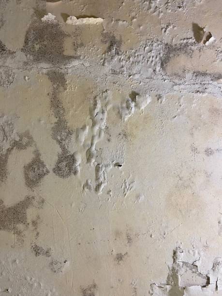 Rosemount, OH Mold Remediation Company