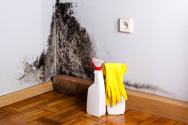 Best Residential Mold Remediation in Rosemount, OH